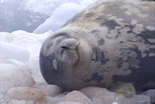 海狮视频素材素材下载