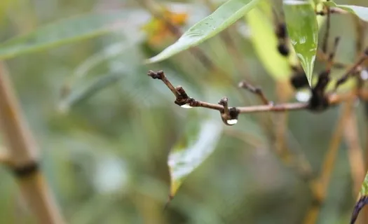 竹叶图片 竹叶图片