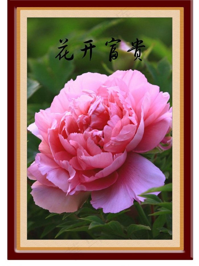 相框牡丹图图片(2480X3508(DPI:300))psd模版下载