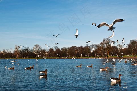 在肯辛顿花园 鸭和海鸥
