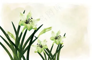 手绘水彩百合花