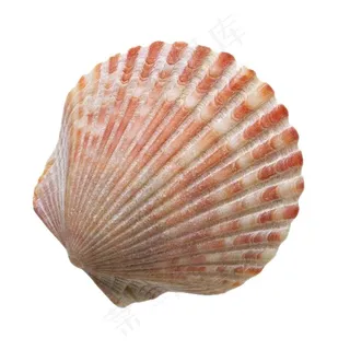 贝壳免抠素材PSD分层