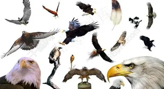 飞翔的老鹰 翱翔的雄鹰图片