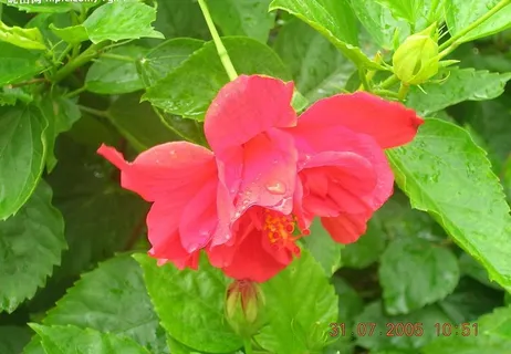 美丽的红花图片 美丽的红花图片