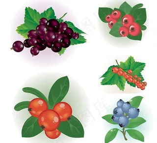 小红果矢量素材图片