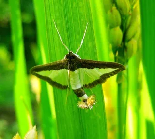 绿色背景飞蛾图片