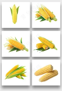 玉米免扣元素