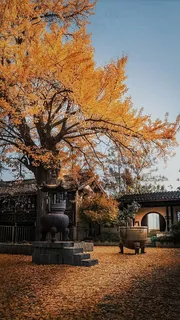 红色树叶高清摄影图片 红色树叶高清摄影图片