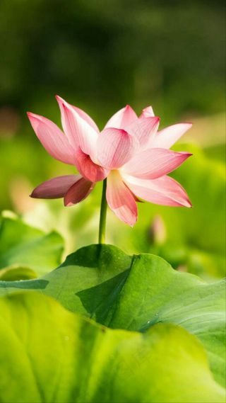 荷花高清摄影图片