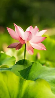 荷花高清摄影图片 荷花高清摄影图片