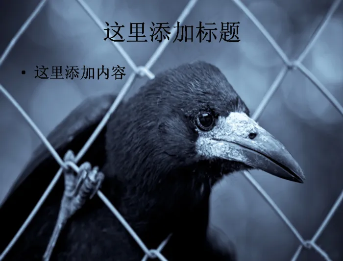 乌鸦特写高清PPT(9)