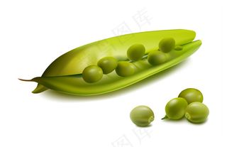 新鲜豌豆矢量素材