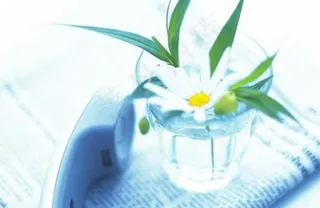 办公室盆景图片