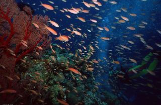 奇妙的海底世界图片