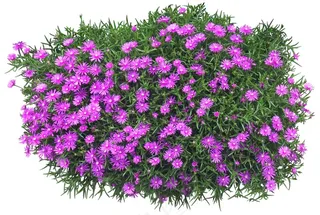 高清免抠植物松叶菊