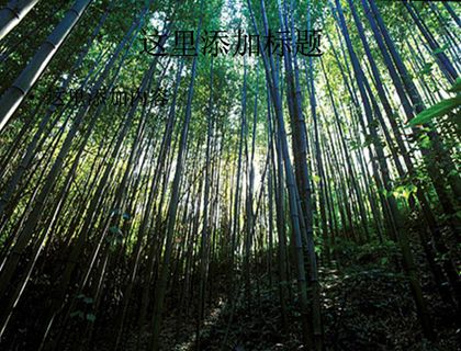 茂密的竹林PPT模板范文素材风景...