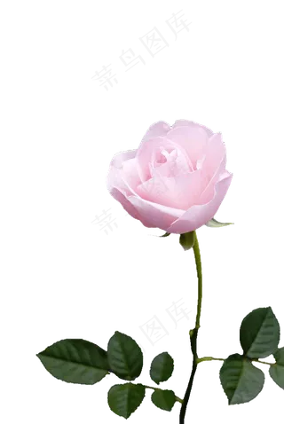 鲜花花朵玫瑰免扣素材