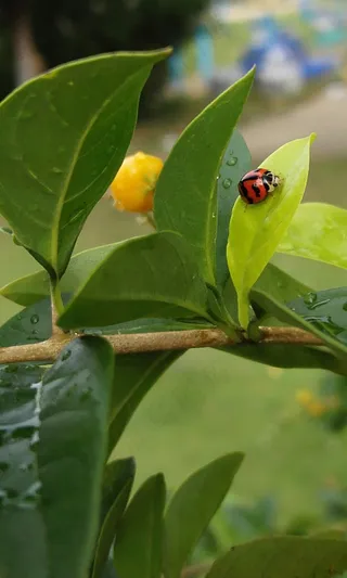 果树 果子 水果图片