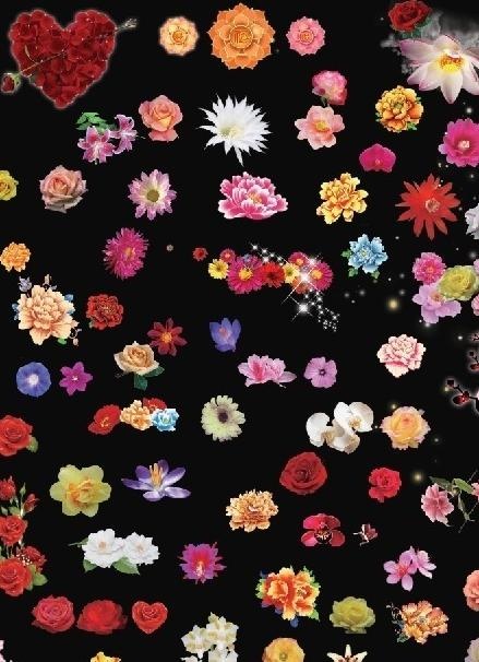 各种各样的花图片