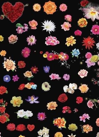 各种各样的花图片