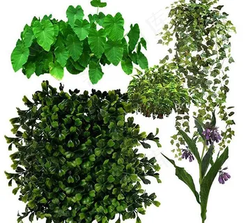 绿化植物图片