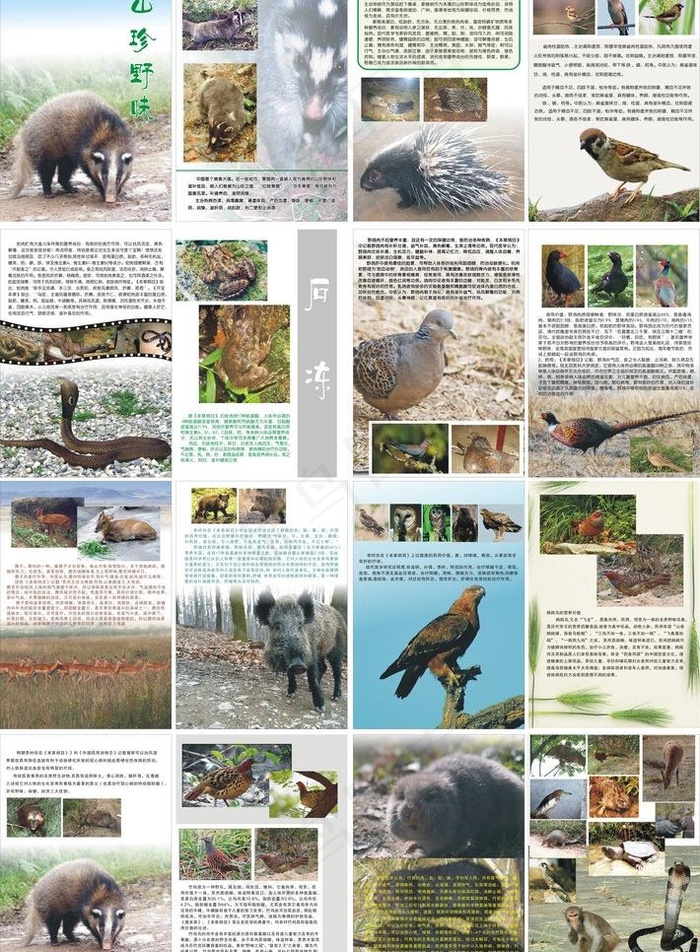 山珍野味 绿色 环保图片