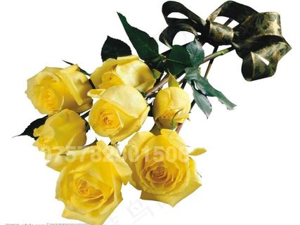 黄玫瑰图片