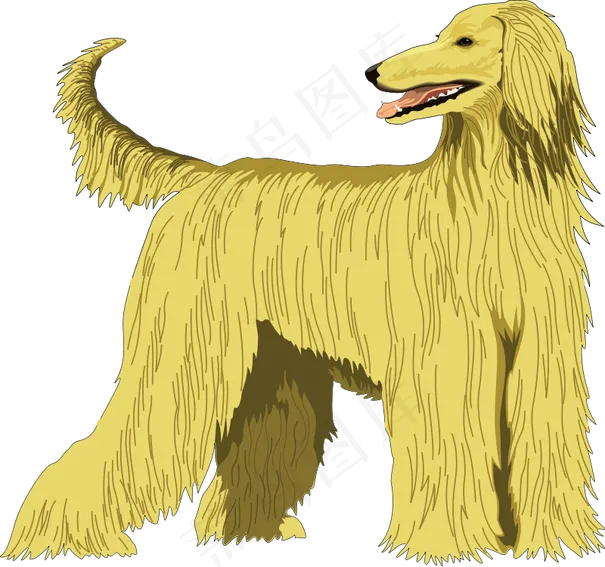 阿富汗猎犬