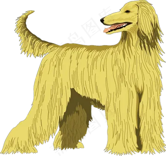 阿富汗猎犬 阿富汗猎犬