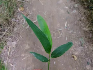 端午节竹叶素材图片