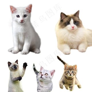 猫咪 免抠素材PSD分层