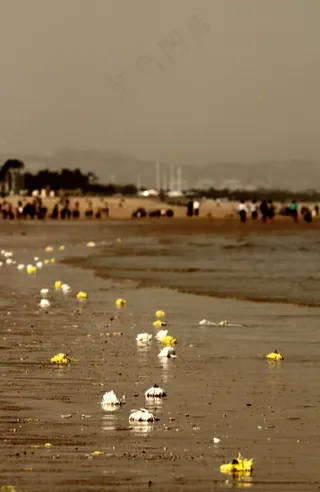 山东日照海滩菊花图片