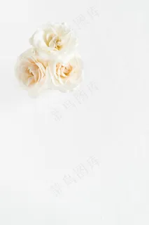 简约小清新文艺风插花静物摆拍背景