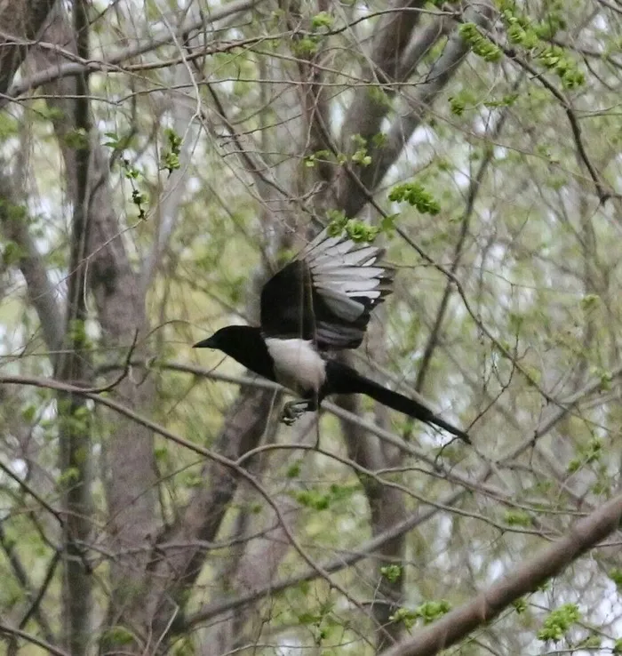 飞翔的喜鹊图片