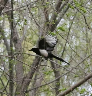 飞翔的喜鹊图片