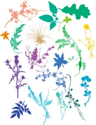 飞鸟花藤矢量素材