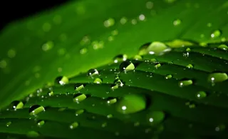 树叶上的水珠图片