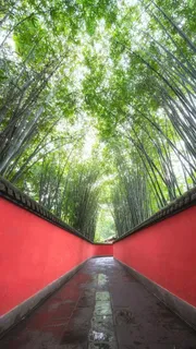 竹林下的围墙高清摄影图片