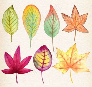 7款水彩秋天树叶矢量图