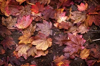 秋天的落叶背景