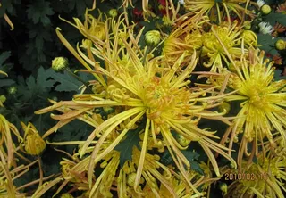 雨后的钩瓣菊花图片