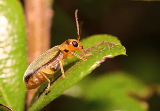 树叶上的昆虫图片