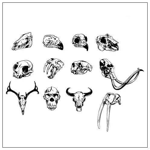 动物骷髅头矢量素材ai矢量模版下载
