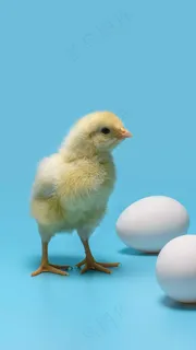 小鸡和鸡蛋高清摄影图片