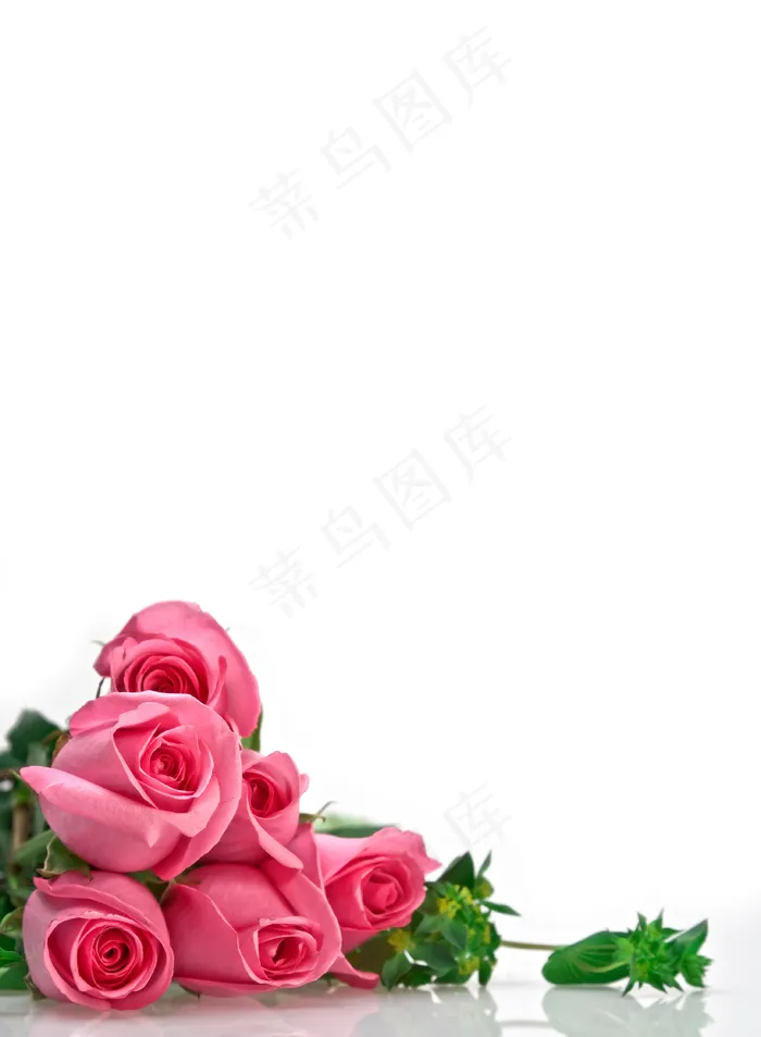 粉色玫瑰花静物设计素材