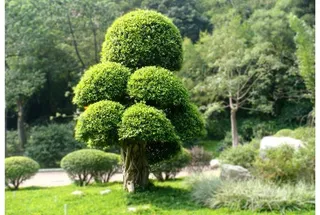 园林艺术图片