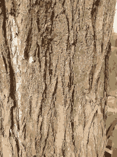 树纹理