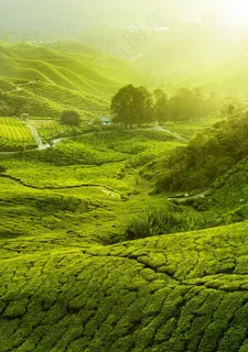 茶园风景图片 茶园风景图片
