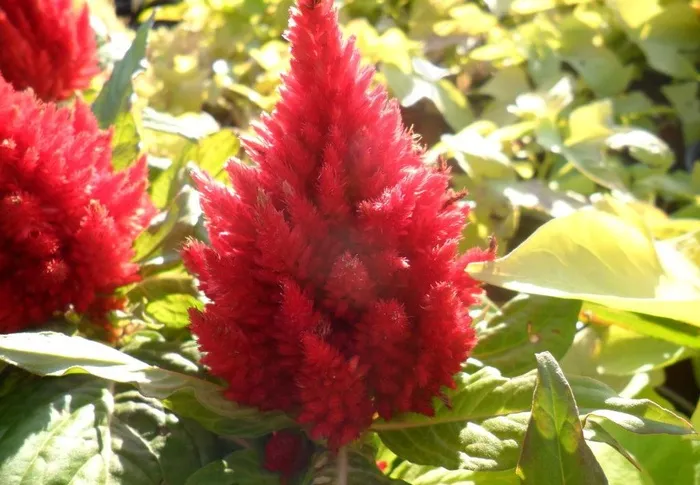 水滴 红色花簇图片