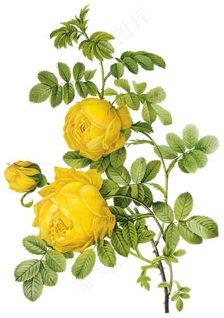 卡通中国风传统手绘卡通花卉海报杂志...